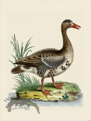 Edwards 153 laughing Goose